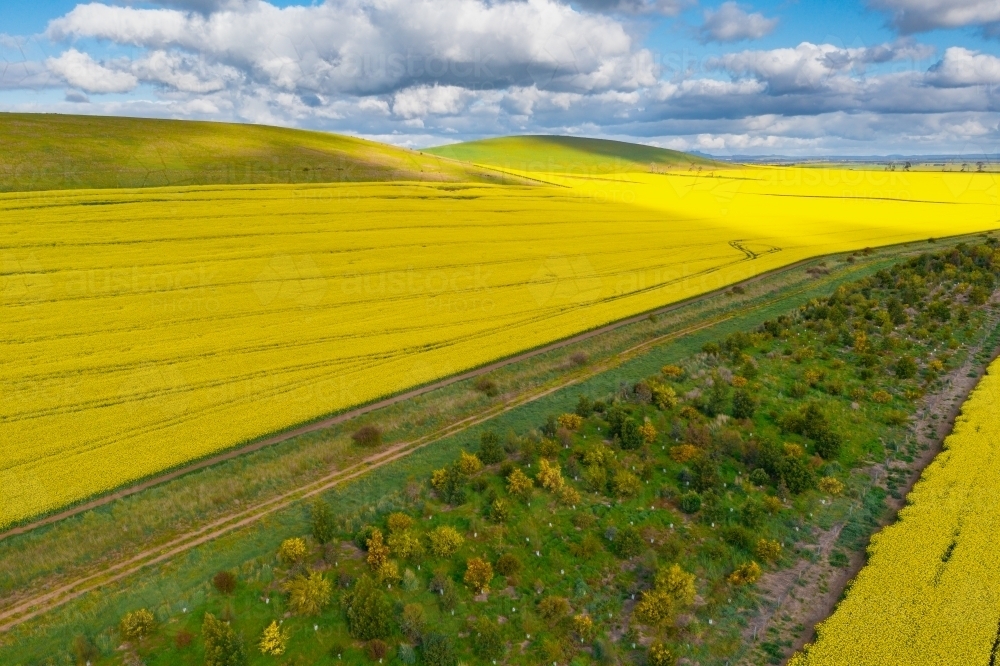 Aerial view of a bright yellow crop of canola on a sloping hillside - Australian Stock Image