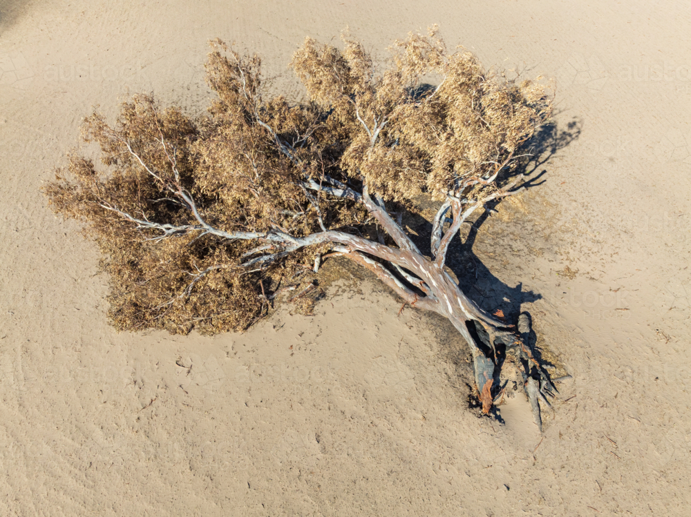 Aerial view of a burnt gum tree fallen in a rural paddock scorched to pale dust - Australian Stock Image