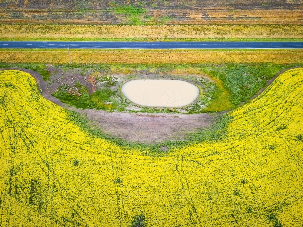 Aerial view of a crop of canola surrounding a dam on the side of a road - Australian Stock Image