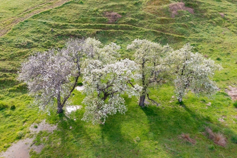 Aerial view of a group of fruit trees in blossom standing in green paddock - Australian Stock Image