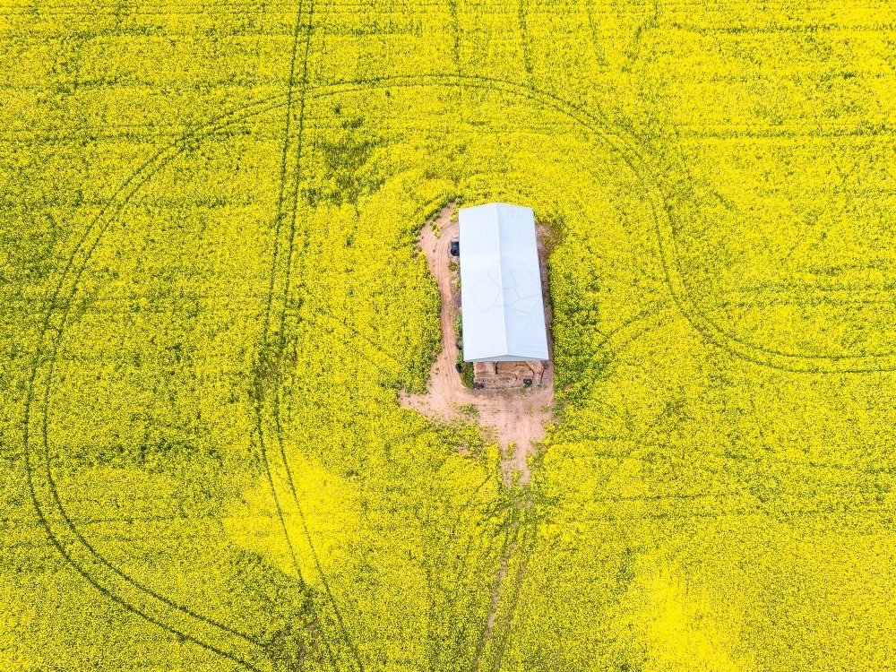 Aerial view of a hay shed surrounded by wheel tracks in a field of yellow canola - Australian Stock Image