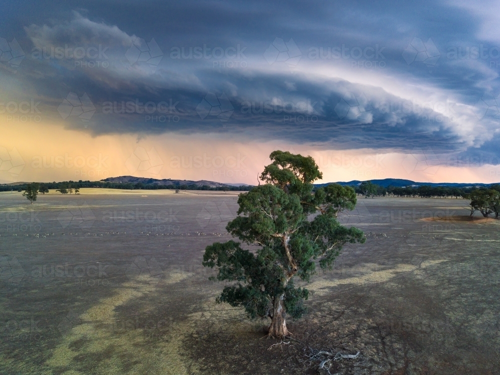 Aerial view of a large storm front over a tall gum tree at sunset - Australian Stock Image