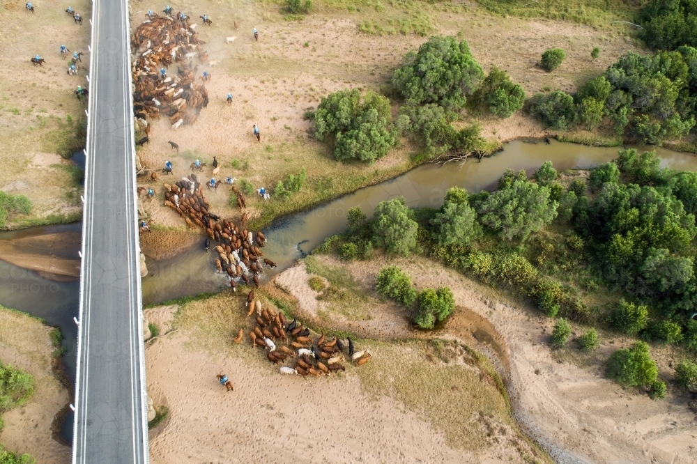 Aerial view of a mob of cattle, bridge, and river at the Burnett River, Queensland. - Australian Stock Image