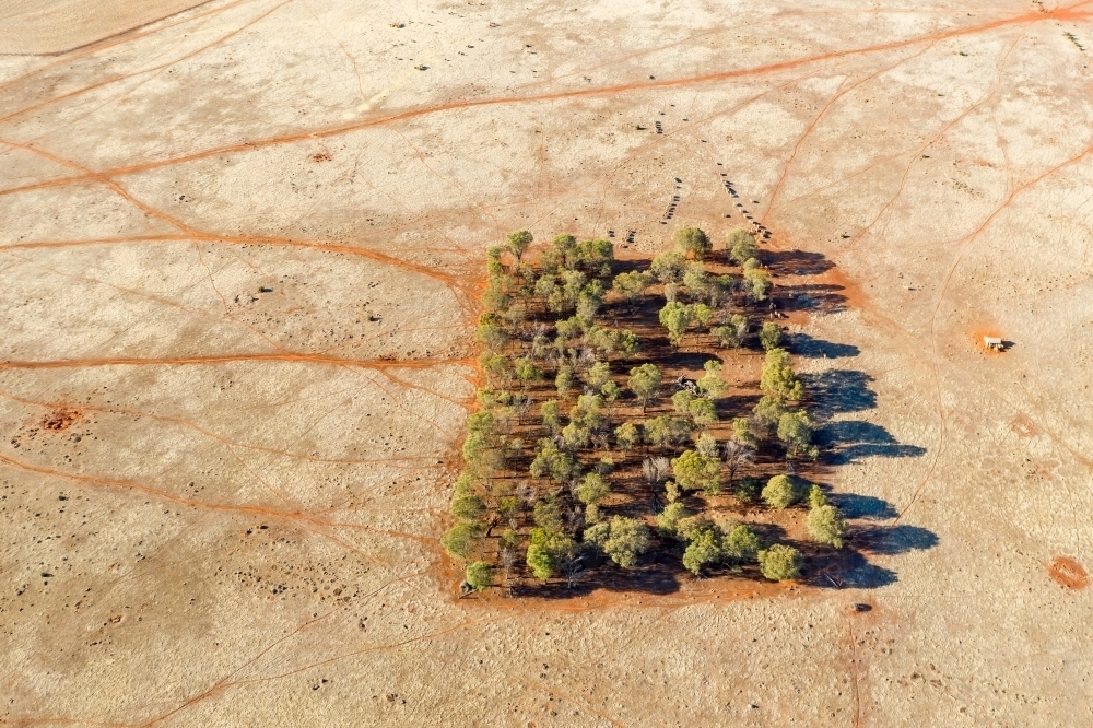 Aerial view of a stand of gum trees in the middle of a barren paddock - Australian Stock Image