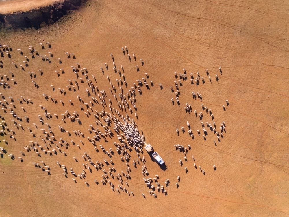 aerial view of barren landscape with sheep being trail fed in drought - Australian Stock Image