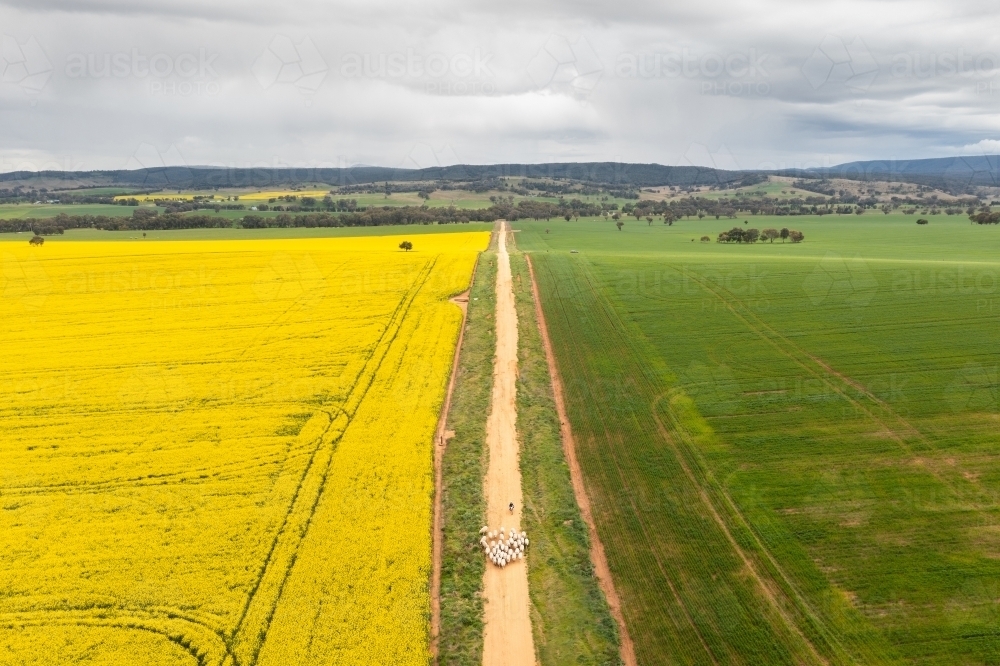 Aerial view of boy on motorbike moving sheep - Australian Stock Image