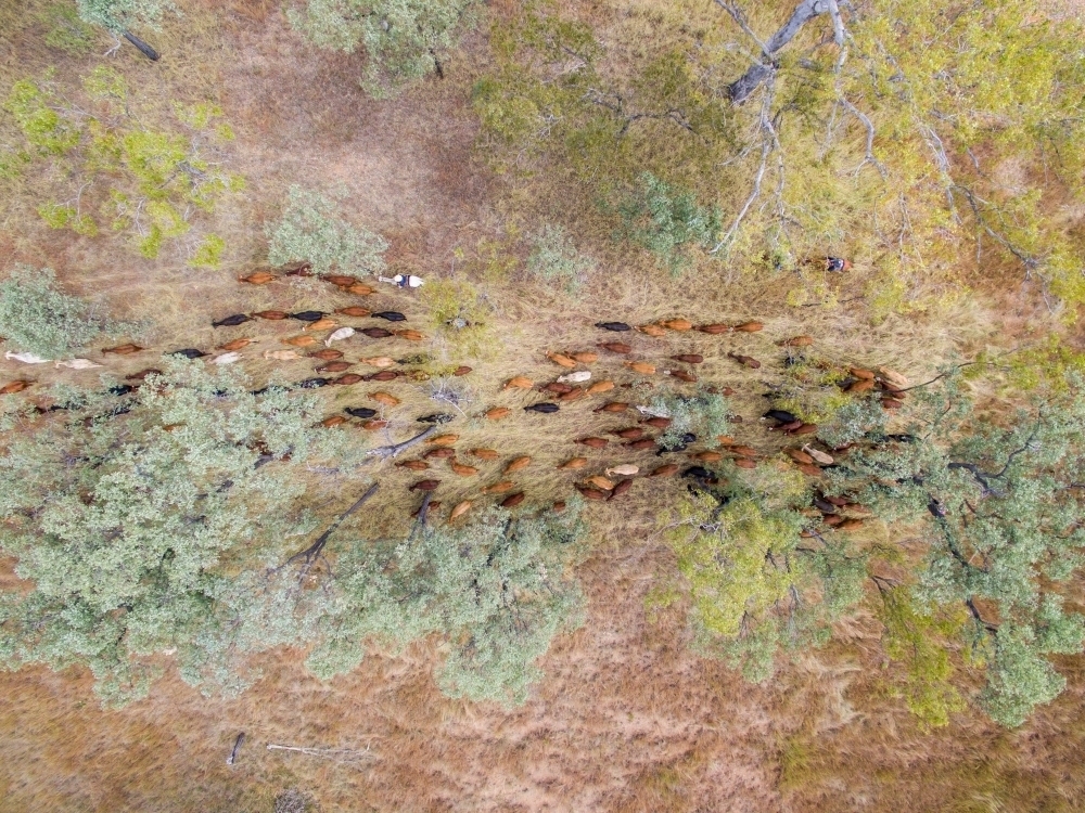 Aerial view of cattle being mustered. - Australian Stock Image