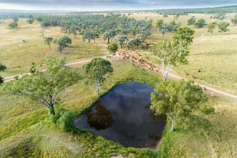 Aerial view of cattle being mustered past a rural dam. - Australian Stock Image