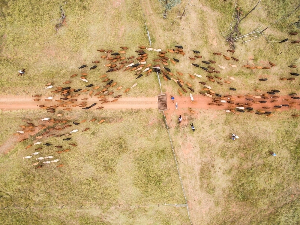 Aerial view of cattle being mustered through a gate next to dirt road. - Australian Stock Image