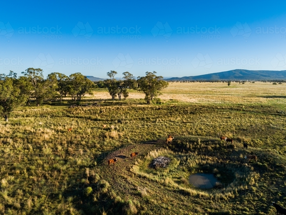 Aerial view of cattle by farm dam with low water level - Australian Stock Image