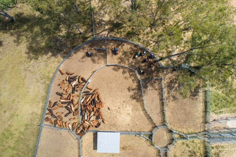 Aerial view of cattle in cattle yards. - Australian Stock Image