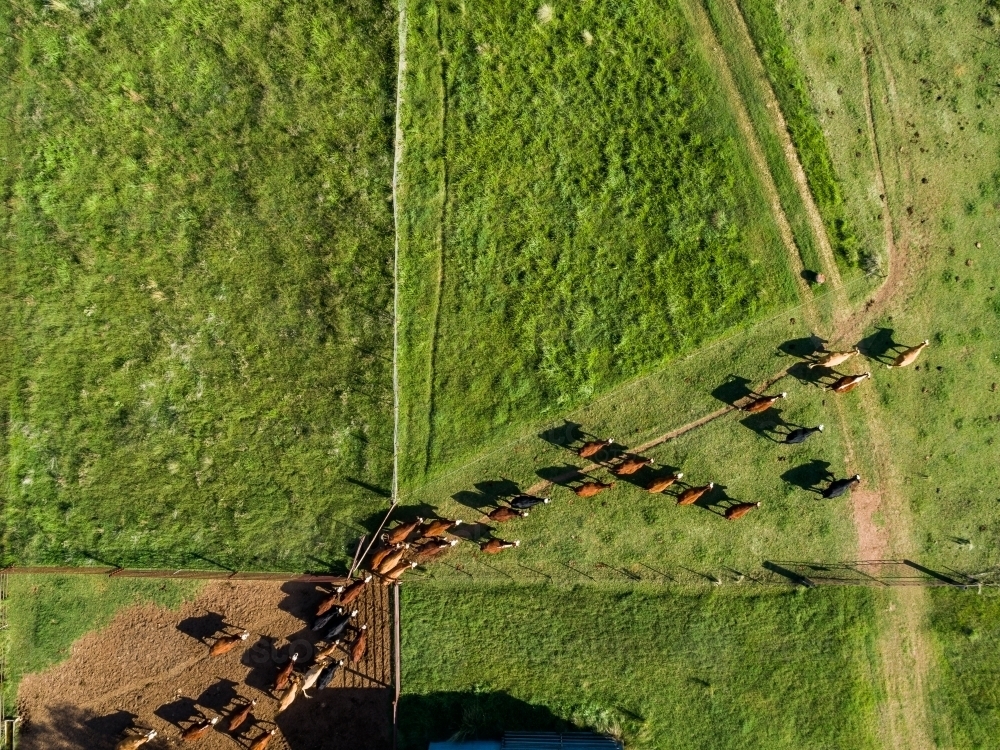 Aerial view of cattle yard with cows passing through narrow gateway - Australian Stock Image