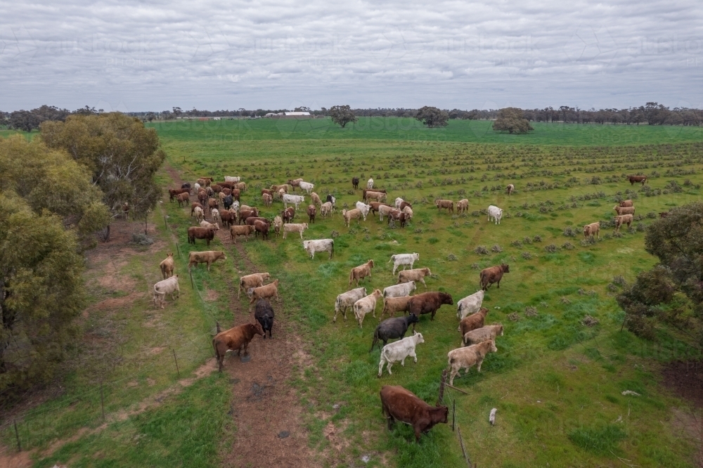 Aerial view of cows on a farm. - Australian Stock Image