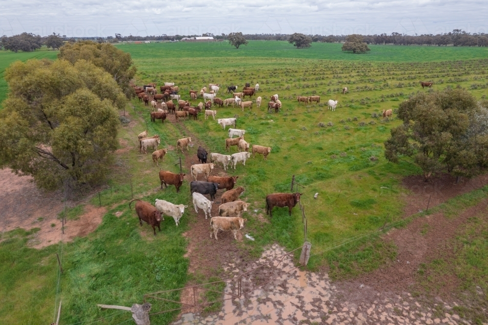 Aerial view of cows on a farm. - Australian Stock Image