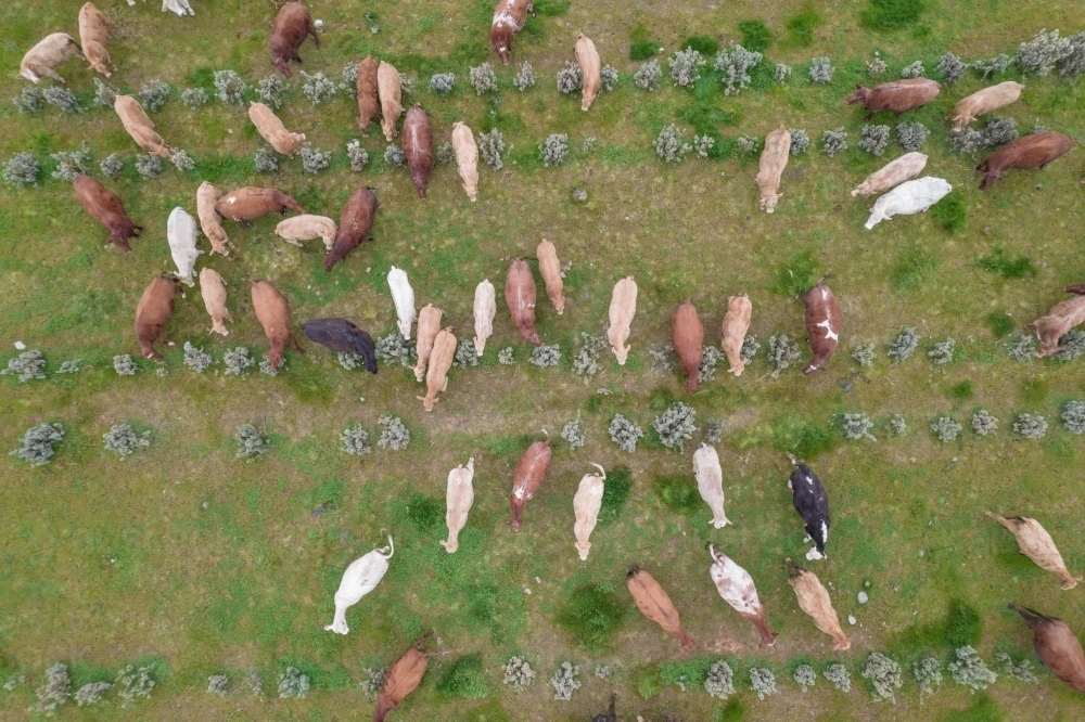 Aerial view of cows on a farm. - Australian Stock Image