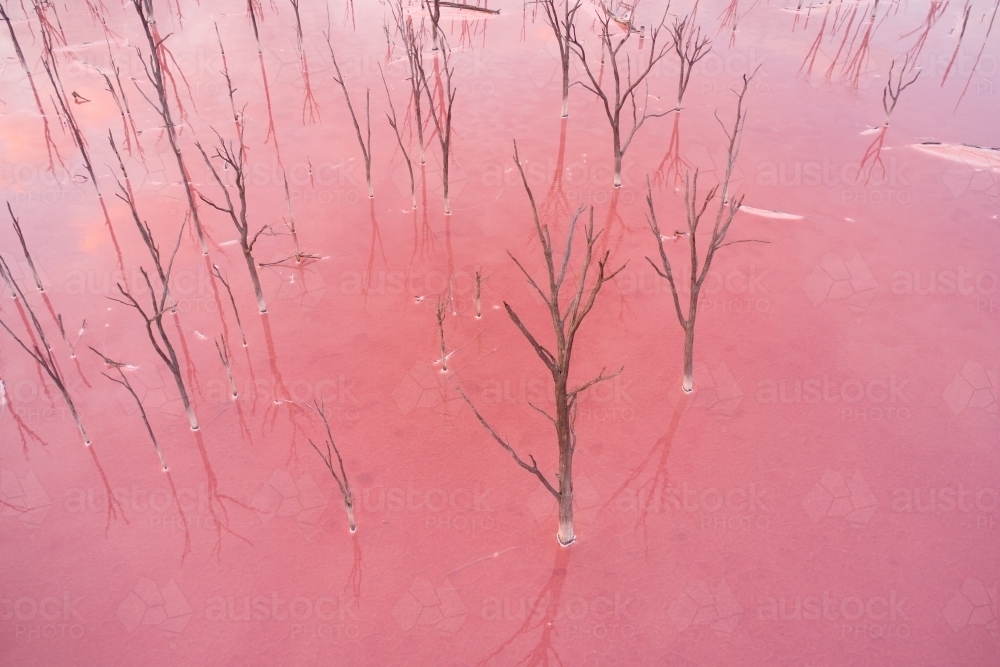 Aerial view of dead trees in a pink salt lake in Western Australia. - Australian Stock Image