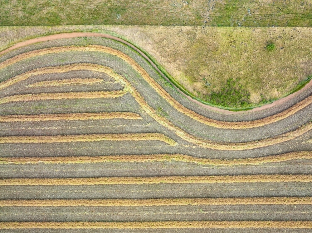 Aerial view of dried canola raked into lines on rural farmland - Australian Stock Image