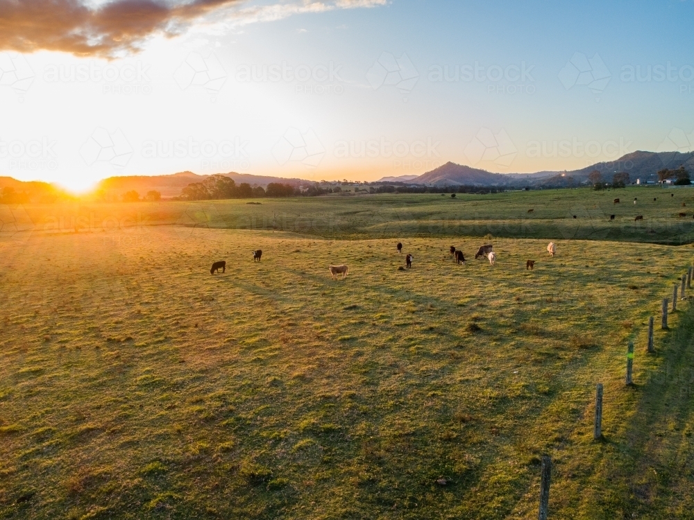 Aerial view of farm landscape with peaceful cattle grazing in paddock at sunset - Australian Stock Image