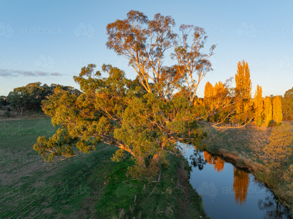 Aerial view of golden evening light on a large gum tree beside a creek - Australian Stock Image