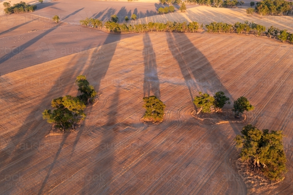 Aerial view of gum trees casting long shadows across dry farmland - Australian Stock Image