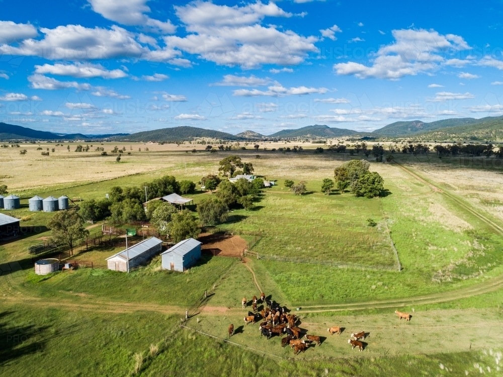 Aerial view of herd of beef cattle on Australian farm clustered by farm gate beside yards and sheds - Australian Stock Image