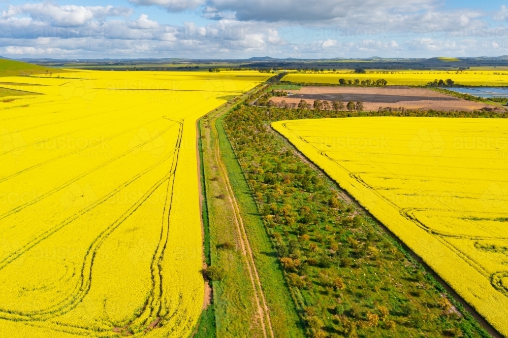 Aerial view of lines and patterns in bright yellow canola crops - Australian Stock Image