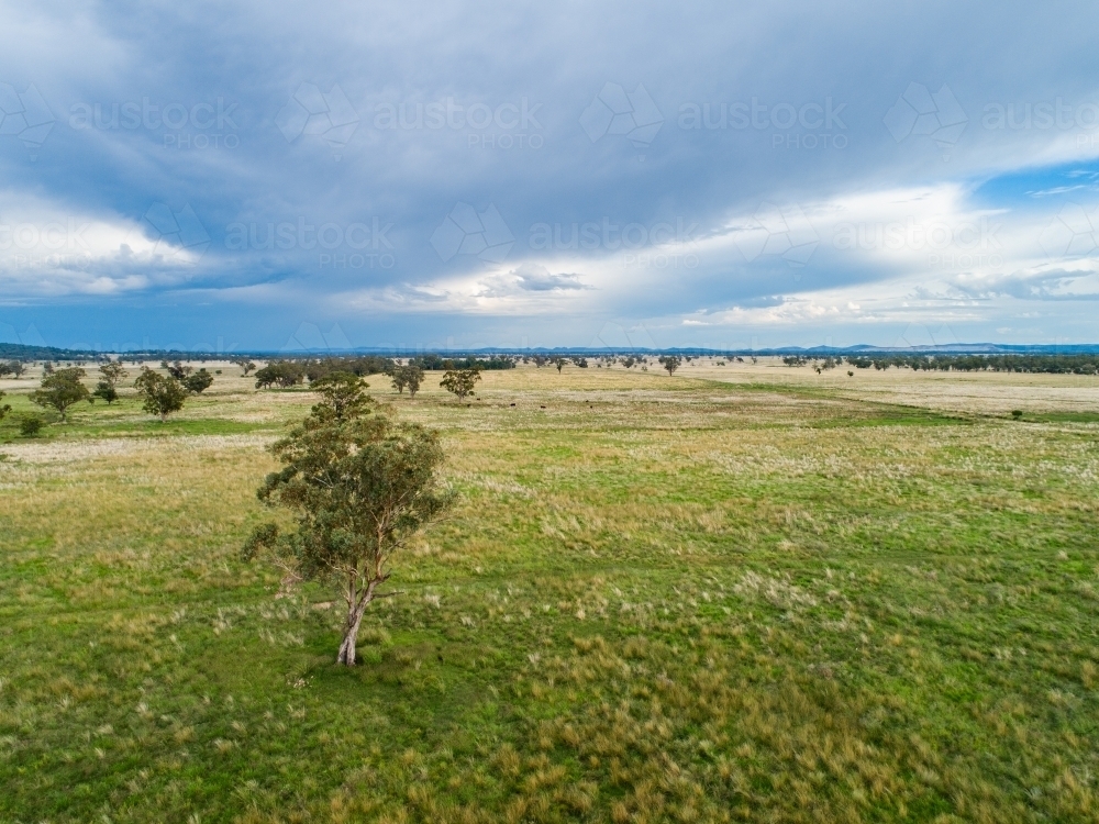 Aerial view of lone eucalyptus tree in green farm paddock with rain clouds in the distance - Australian Stock Image