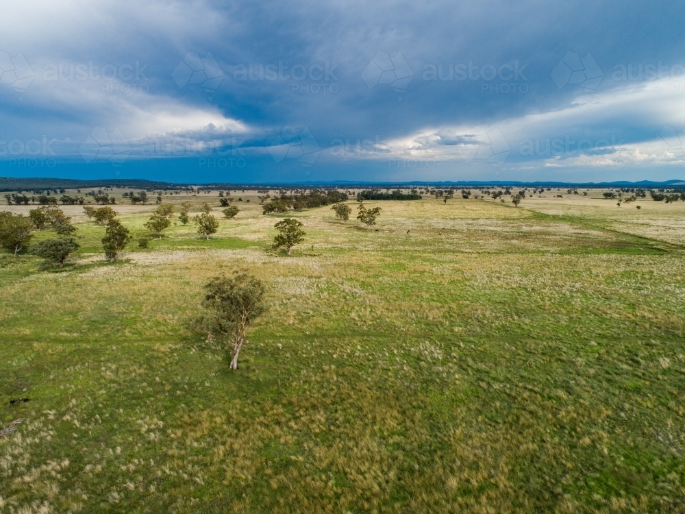 Aerial view of lone eucalyptus tree in green farm paddock with rain clouds in the distance - Australian Stock Image