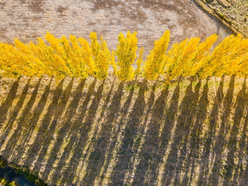 Aerial view of long shadows cast by a row of Autumn trees - Australian Stock Image