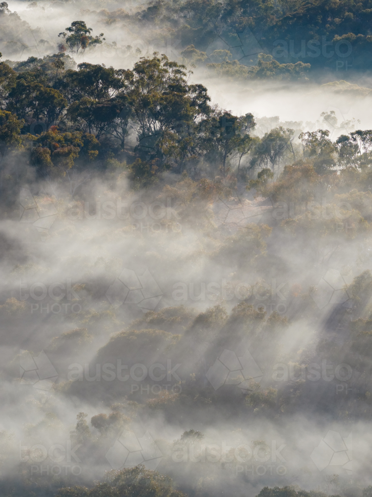Aerial view of rays of light through fog surrounding distant gum trees - Australian Stock Image