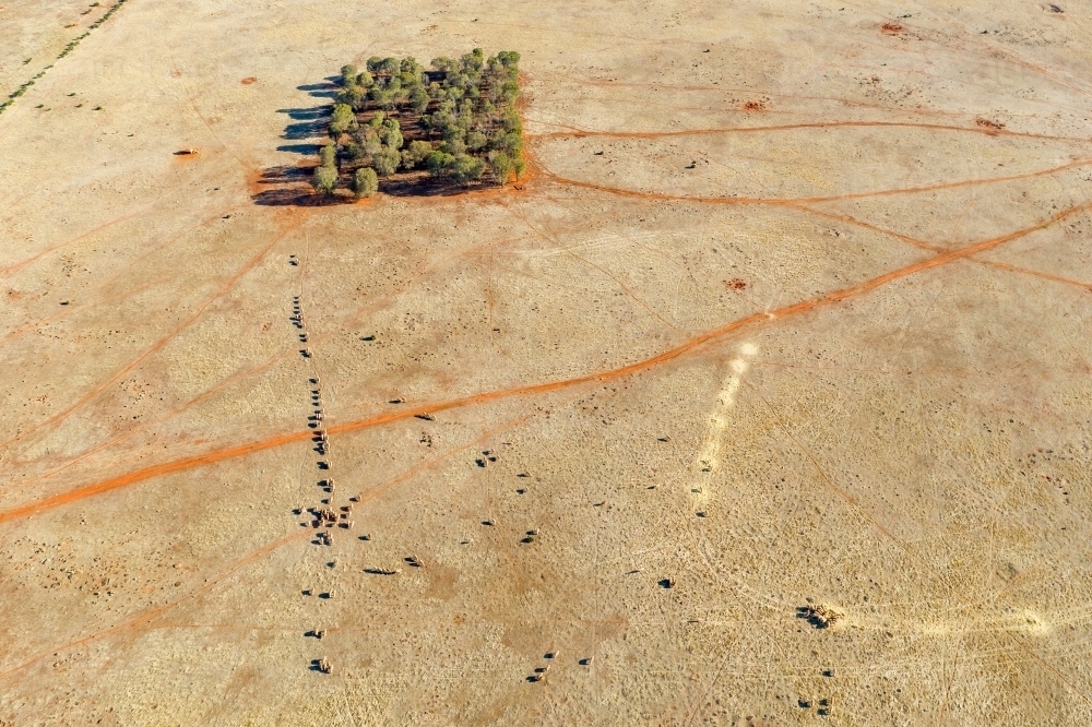 Aerial view of sheep and walking tracks in a dry paddock - Australian Stock Image