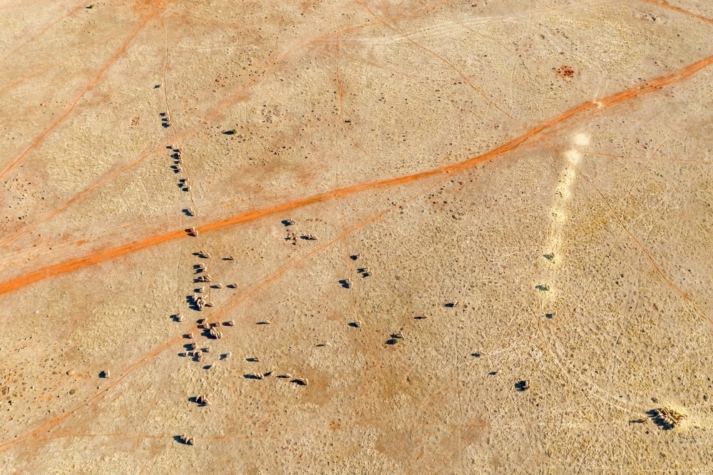 Aerial view of sheep and walking tracks in a dry paddock - Australian Stock Image