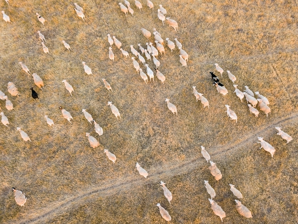 Aerial view of sheep running over dry farmland - Australian Stock Image
