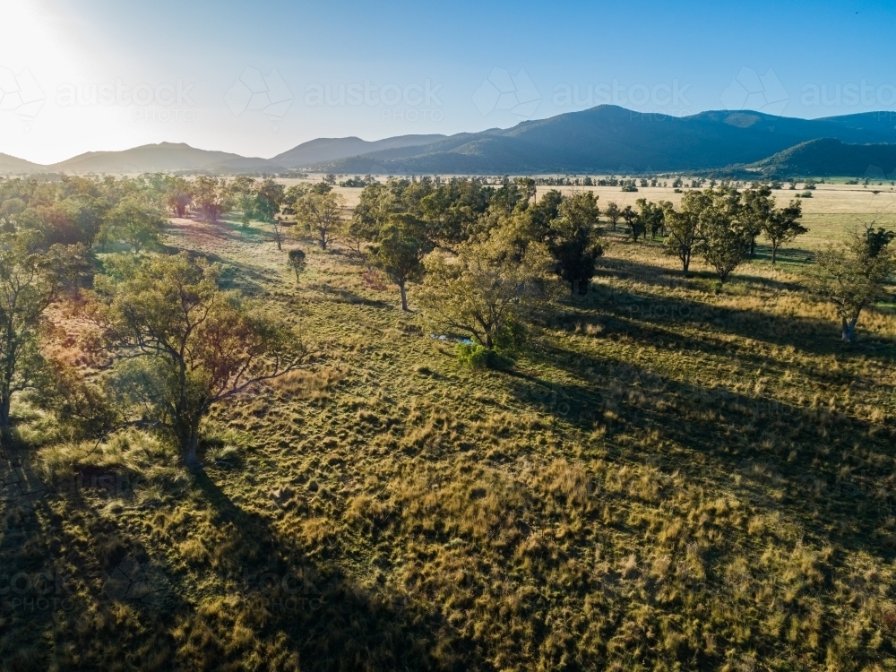 Aerial view of sunlight through eucalyptus trees in pastoral farm paddock with blue hills - Australian Stock Image