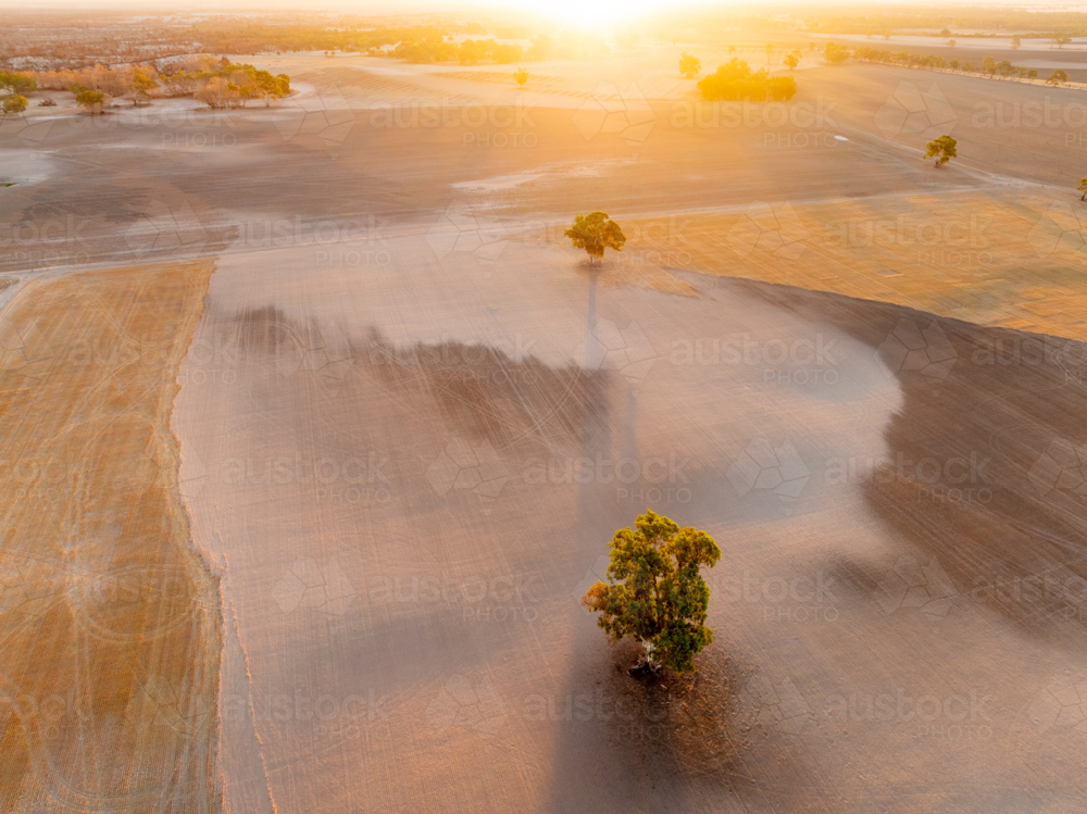 Aerial view of sunset over burnt farmland with scorched gum trees - Australian Stock Image