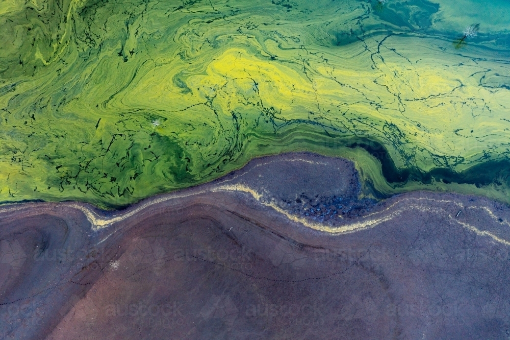 Aerial view of vivid blue green algae next to dark muddy shores of a lake - Australian Stock Image