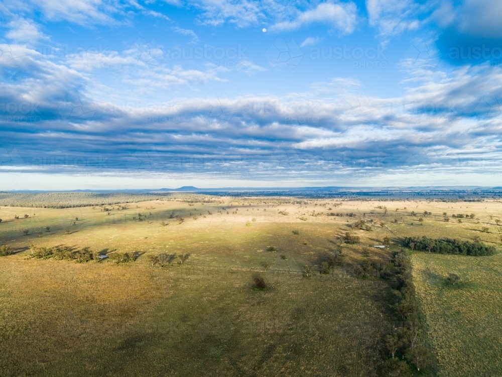 Aerial view over pastoral farmland with eucalyptus trees forming windbreak along edge of paddock - Australian Stock Image