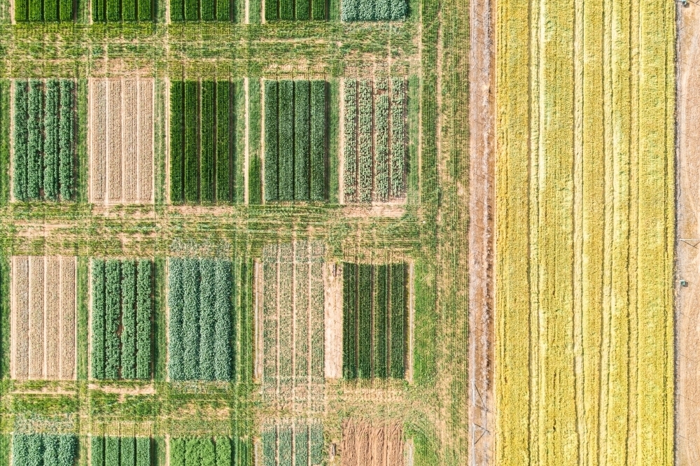 Image of Aerial views of crop trials - Austockphoto