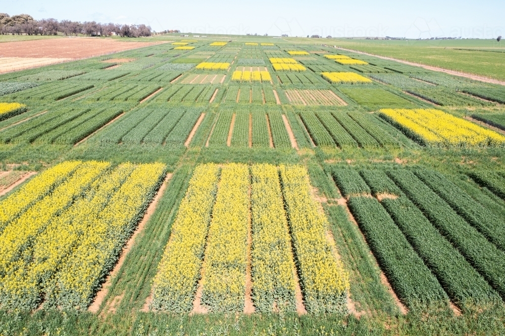 Aerial views of crop trials - Australian Stock Image