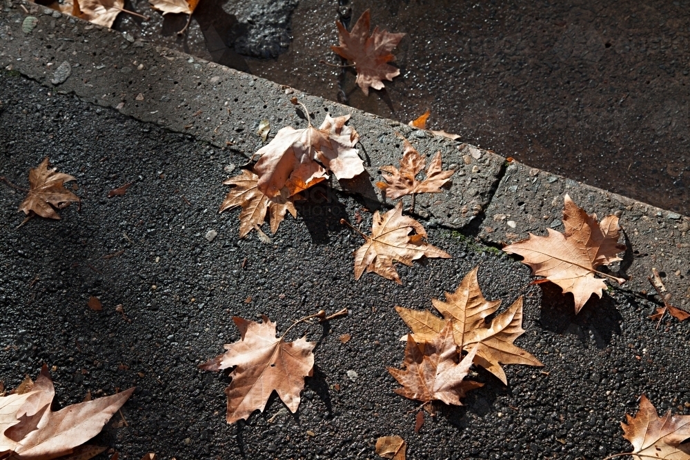 Afternoon light on autumn leaves on streets of Sydney - Australian Stock Image