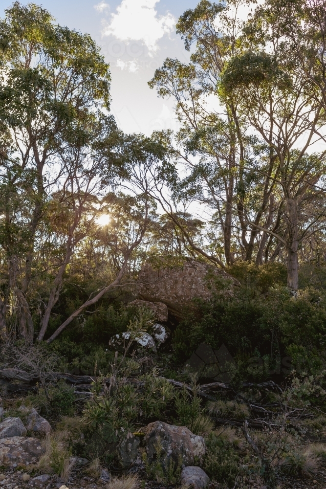 Afternoon sun behind gum trees - Australian Stock Image