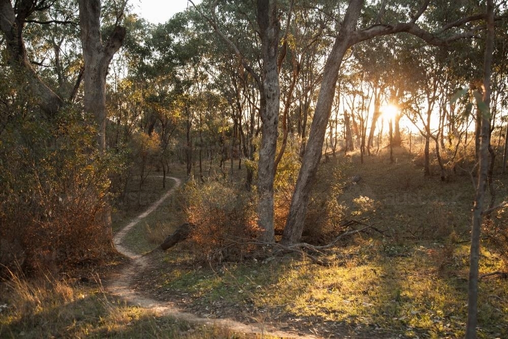 Afternoon sun shining through forest of gum trees in paddock - Australian Stock Image