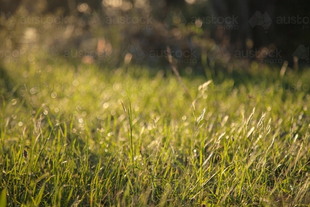 Afternoon sunlight shining on the green grass - Australian Stock Image