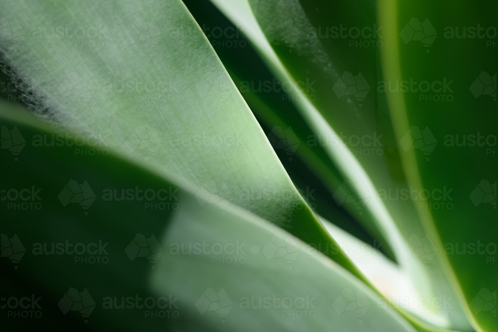 Agave leaf background - Australian Stock Image