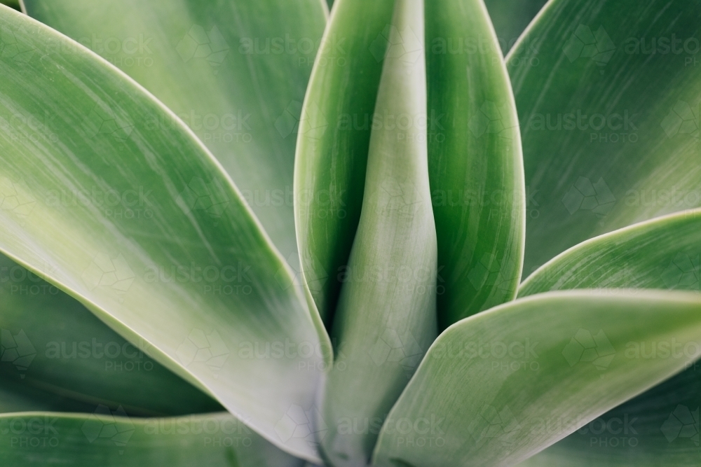 Agave leaf background - Australian Stock Image