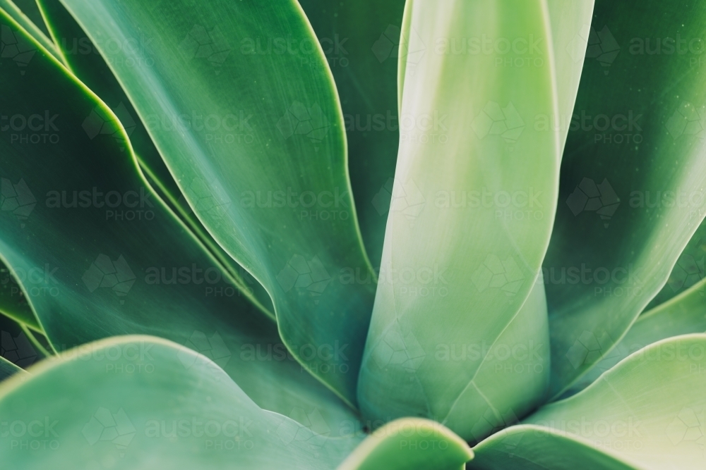 Agave leaf texture background - Australian Stock Image