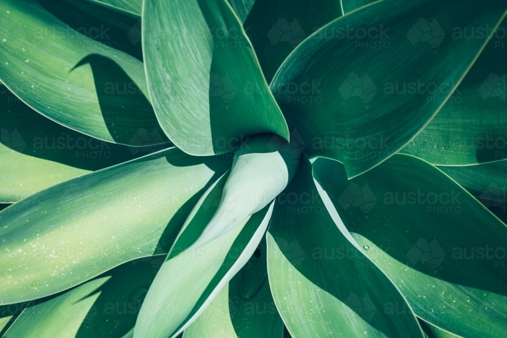 Agave leaf texture background - Australian Stock Image