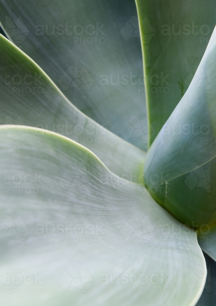 Agave leaf texture background - Australian Stock Image