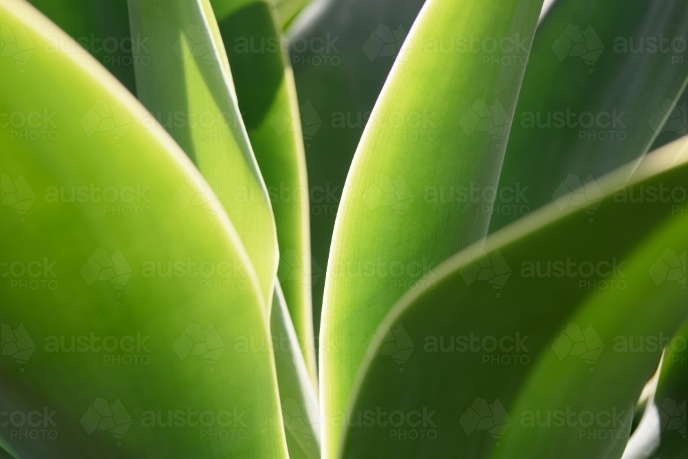 Agave leaf texture background - Australian Stock Image