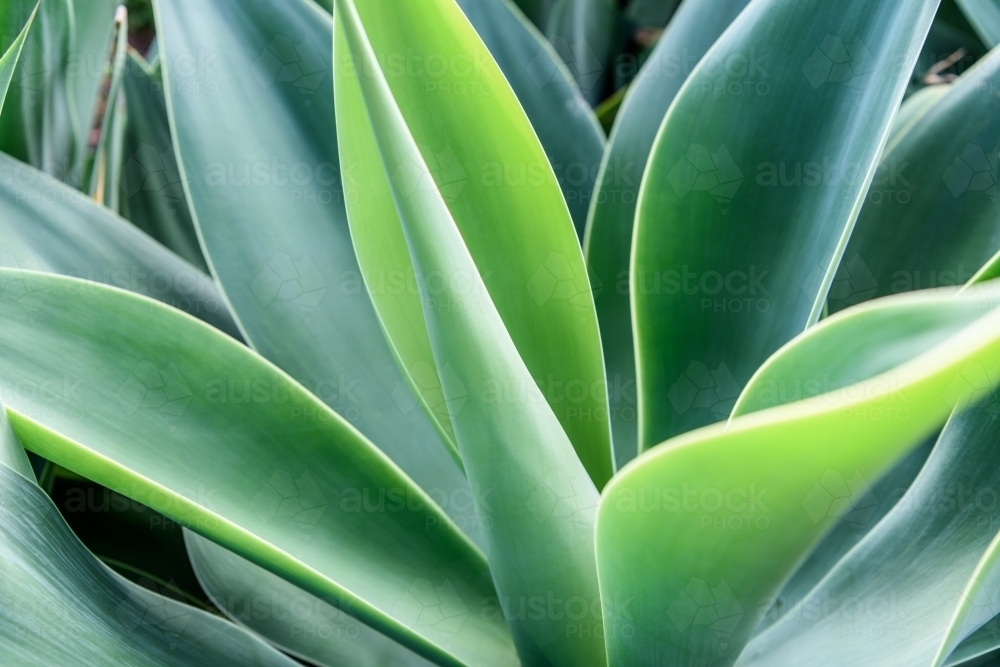 Agave leaf texture background - Australian Stock Image